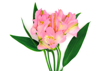Beautiful pink lilies on a white isolated background