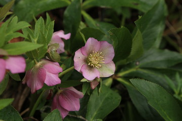 Beautiful violet Hellebore blooming in the spring
