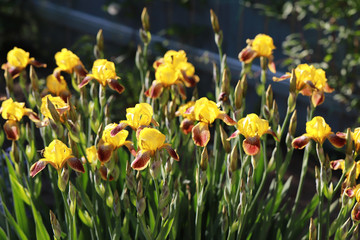 Obraz premium yellow brown irises with beautiful transitions, the garden area is decorated with flowers, noble varietal irises, scents of flowers in the summer garden