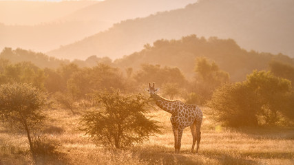 Cape giraffe, Giraffa camelopardalis, walking on savanna against  rocky hills and bright sky. Direct view, vivid colors. African wild animal scenery. Traveling Pilanesberg national park, South Africa