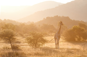 Cape giraffe, Giraffa camelopardalis, walking on savanna against  rocky hills and bright sky....