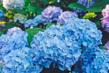 Beautiful fresh blue hydrangea flowers blooming in the garden.