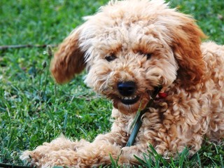 Fury puppy shows her teeth