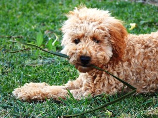 Puppy with long leaf in mouth