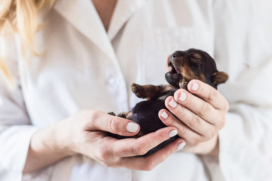 Newborn puppy in the hands of a veterinarian. yorkshire terrier puppy