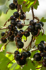 Blackcurrants on the bush branch in the garden.