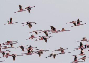 Flying colony of Lesser flamingos (Phoeniconaias minor) in Lake Natron, Safari, East Africa, August 2017, Northern Tanzania