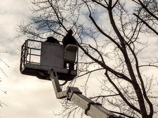 konserwacja zieleni © Henryk Olszewski