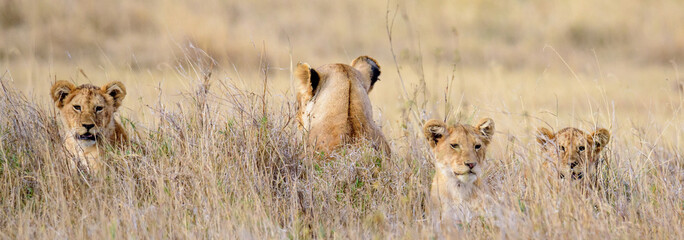 Lioness and heads of three baby lions in the Serengeti grasslands, Serengeti National Park, Safari,...