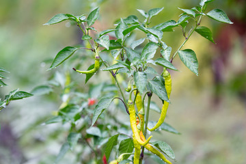Ripe spicy pepper plant with pods on farmers field