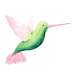 Watercolor hand painted green tropical hummingbird