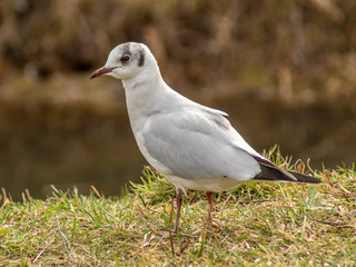 rybitwa