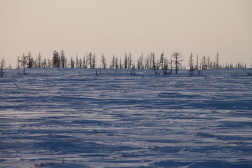 Winter landscape of tundra with some trees