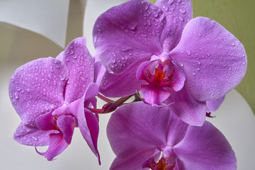 Pink orchid close up view background.