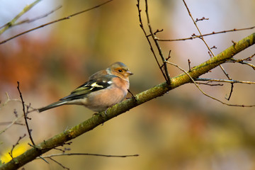 Chaffinch on a branch in autumn forest