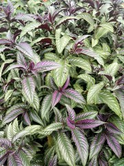 The concept of beautiful colored ornamental plants.