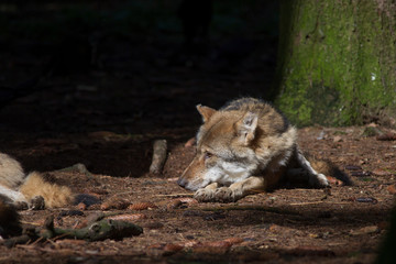 Wolves rest in the sunbeam in the forest