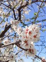White blooming flowers on almond tree
