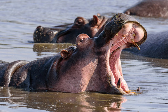 Portrait of an East African hippopotamus (H. a. kiboko) with open mouth in a small lake in the Ngorongoro crater