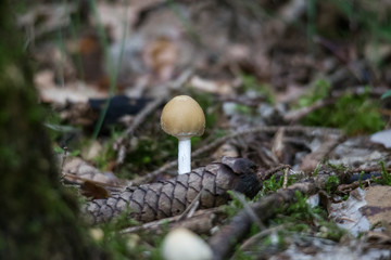 Mushrooms at their natural location in the forest
