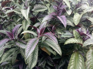 The concept of beautiful colored ornamental plants.