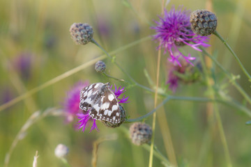 Melanargia galathea on the blossom of a meadow plant