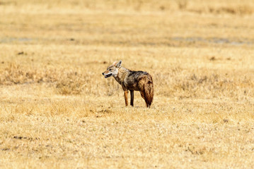 Naklejka na ściany i meble African golden wolf (Canis anthus) in the Ngorongoro crater