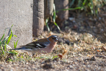 Chaffinch sits in front of a picket fence on the ground looking for food