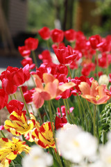 red white and yellow tulips in the garden on a flower bed, may fragrant flowers