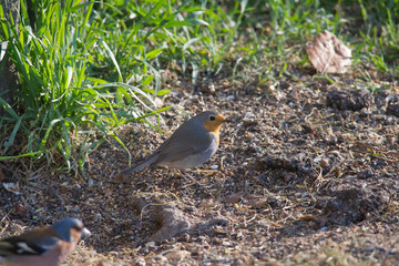 Robin sits in front of a picket fence on the ground looking for food