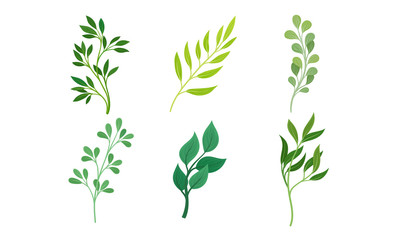 Green Twigs and Branches with Leaves Vector Set