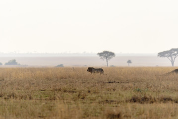 Fototapeta na wymiar Lion (Panthera leo) crossing the wide gras savanna of the Serengeti, Serengeti National Park, Safari, East Africa, August 2017, Northern Tanzania