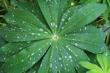 Obraz na płótnie Canvas Raindrops on lupine leaves in summer garden