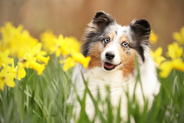 Sheltie sitzt zwischen Osterglocken und lacht