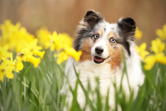 Sheltie sitzt zwischen Osterglocken und lacht