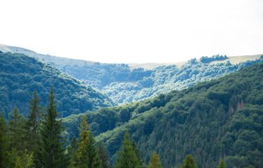 natural background mountains covered by forest
