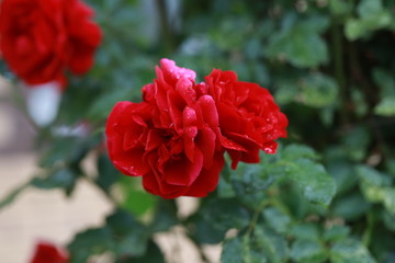 red velvet roses, the scent of real roses in the garden, prickly rose bushes, gardening-a woman's favorite pastime, rose-flower bed decoration