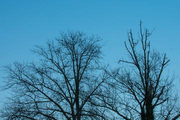 A Silhouette Tree With Birds Resting All Over It