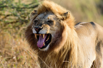 Portrait of a roaring lion (Panthera leo) in the Serengeti savanna, Serengeti National Park, Safari, East Africa, August 2017, Northern Tanzania