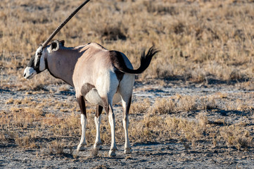 An Oryx - Oryx gazelle- grazing on the plains of Etosha national park, Namibia