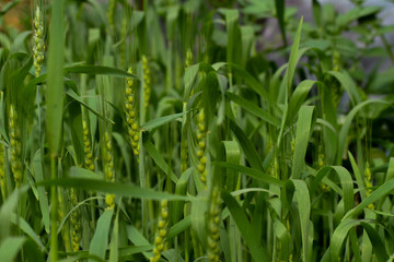 green field of wheat in India 