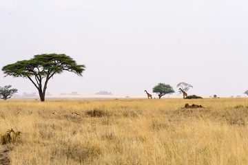 Crossing Maasai giraffes (Giraffa tippelskirchi) in the wide steppe of the Serengeti, Serengeti National Park, Safari, East Africa, August 2017, Northern Tanzania