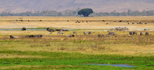 Fototapeta na wymiar Herds of zebras (Equus quagga) and African buffalos (Syncerus caffer) in the Ngorongoro crater