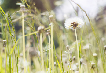 Fluffy dandelion flower against the background of the summer landscape.