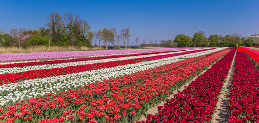 Panorama of a colorful field of dutch tulips in the Netherlands