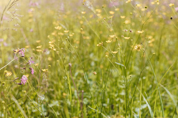 Small yellow flower. blurred background. natural background