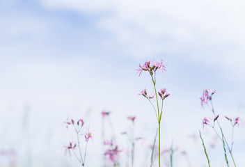 Small violet flower on blue background. natural background