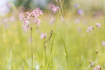 Small violet flower on green background. natural background