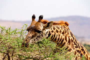 Portrait of an eating Maasai giraffe (Giraffa tippelskirchi) Serengeti National Park, Safari, East Africa, August 2017, Northern Tanzania