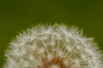 Dandelion on a green blurry background close-up macro